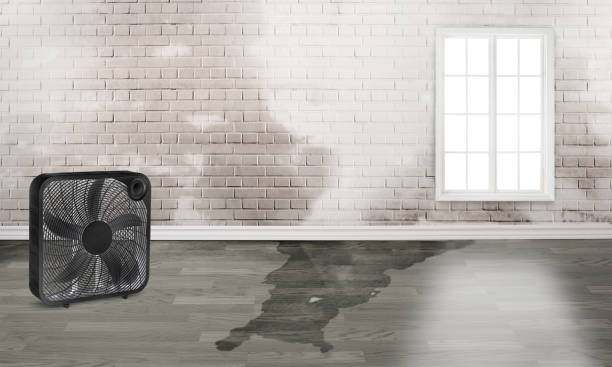 Best Mold removal after water damage  in Lodi, NJ